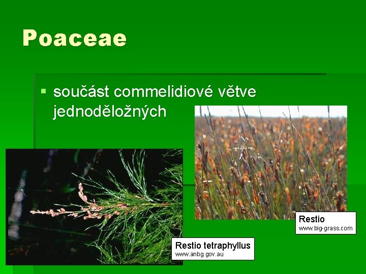 Poaceae § součást commelidiové větve jednoděložných Restio www. big-grass. com Restio tetraphyllus www. anbg.