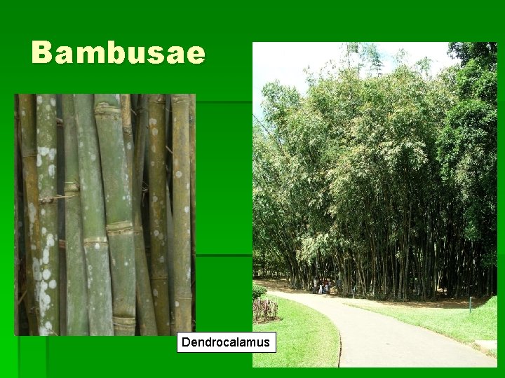 Bambusae Dendrocalamus 