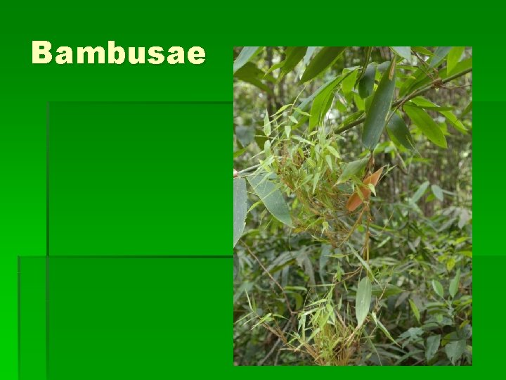 Bambusae 