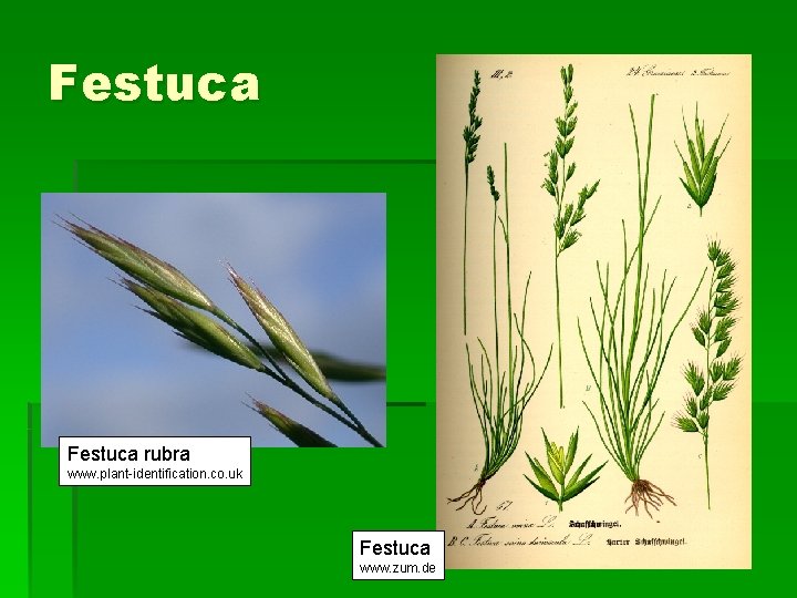 Festuca rubra www. plant-identification. co. uk Festuca www. zum. de 