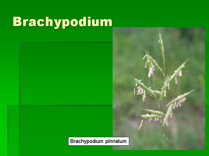 Brachypodium pinnatum 