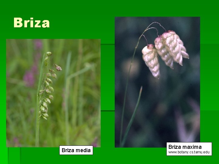 Briza media Briza maxima www. botany. cs. tamu. edu 