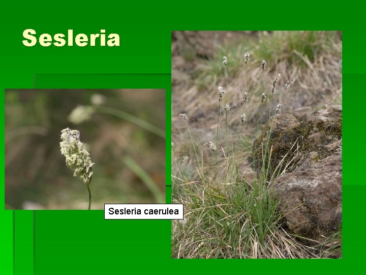 Sesleria caerulea 