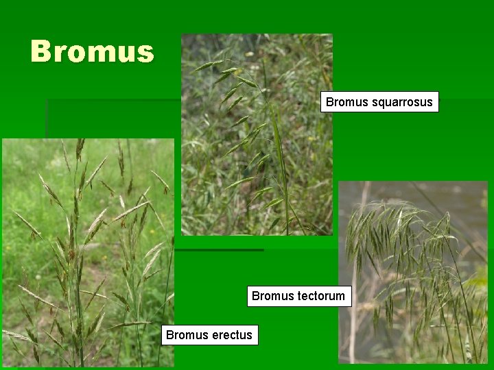 Bromus squarrosus Bromus tectorum Bromus erectus 