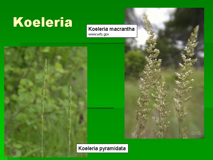 Koeleria macrantha www. wfs. gov Koeleria pyramidata 