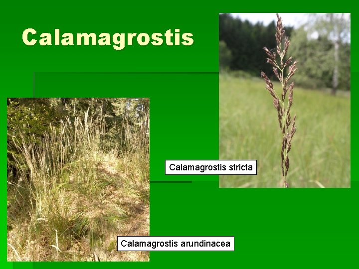 Calamagrostis stricta Calamagrostis arundinacea 