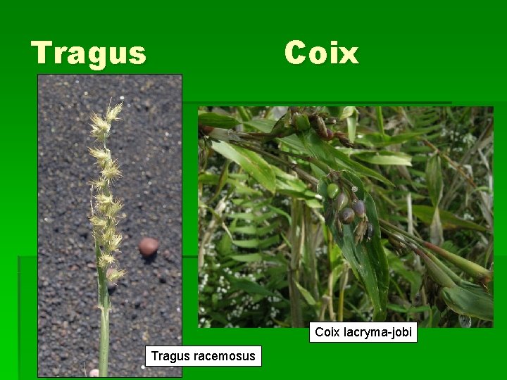 Tragus Coix lacryma-jobi Tragus racemosus 