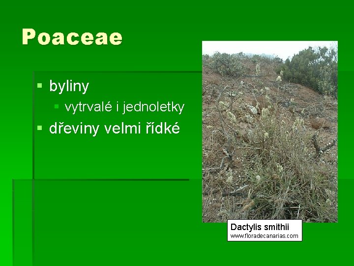 Poaceae § byliny § vytrvalé i jednoletky § dřeviny velmi řídké Dactylis smithii www.