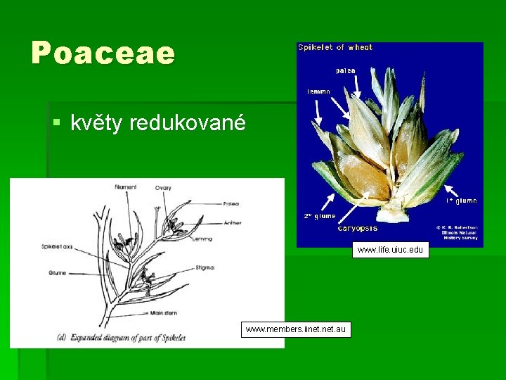 Poaceae § květy redukované www. life. uiuc. edu www. members. iinet. au 