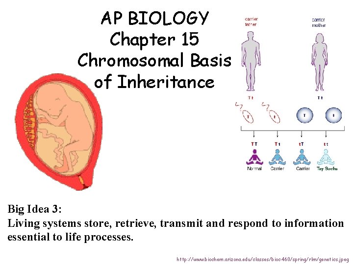AP BIOLOGY Chapter 15 Chromosomal Basis of Inheritance Big Idea 3: Living systems store,