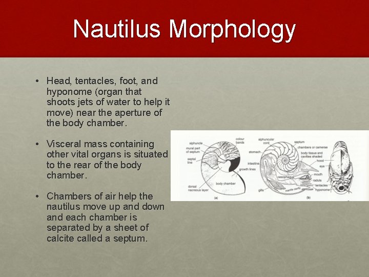 Nautilus Morphology • Head, tentacles, foot, and hyponome (organ that shoots jets of water