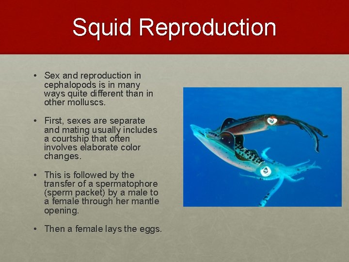 Squid Reproduction • Sex and reproduction in cephalopods is in many ways quite different