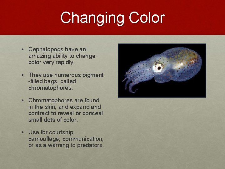 Changing Color • Cephalopods have an amazing ability to change color very rapidly. •