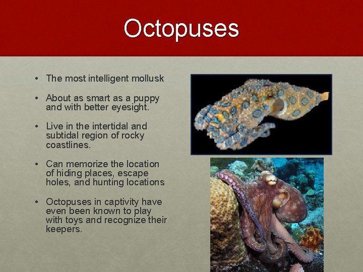 Octopuses • The most intelligent mollusk • About as smart as a puppy and