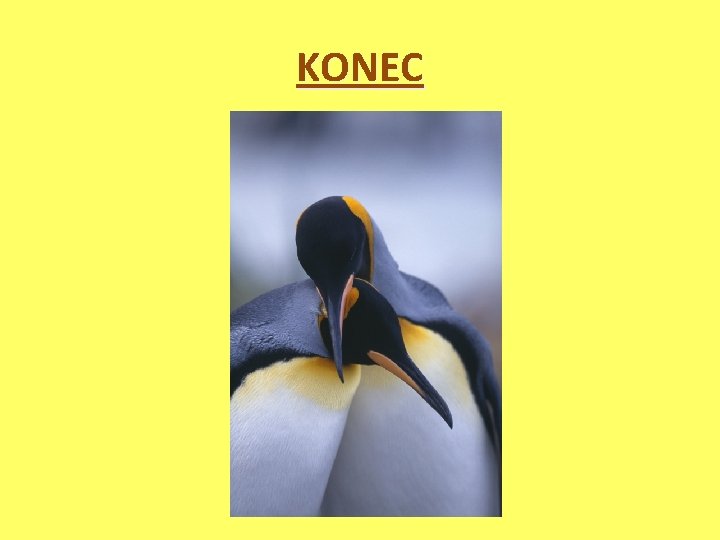 KONEC 