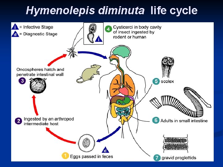 Hymenolepis diminuta life cycle 
