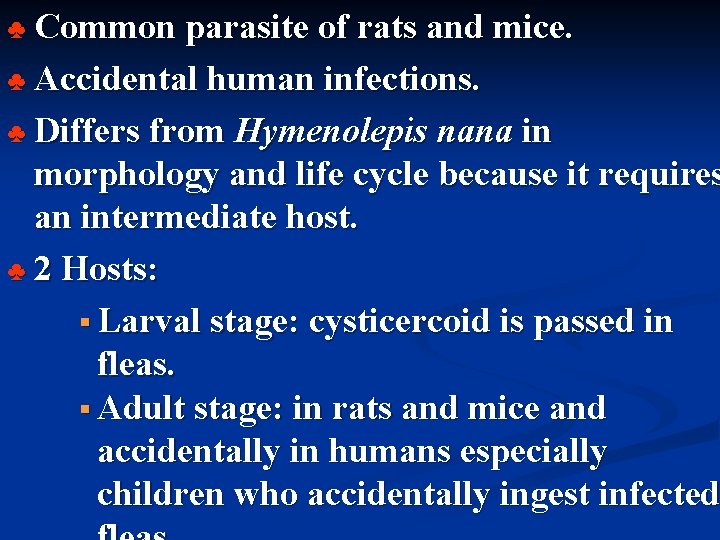 Common parasite of rats and mice. ♣ Accidental human infections. ♣ Differs from Hymenolepis