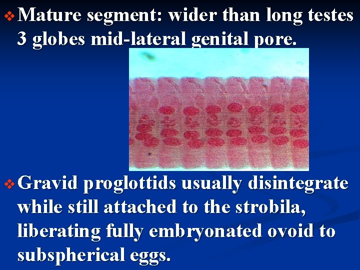 v Mature segment: wider than long testes 3 globes mid-lateral genital pore. v Gravid