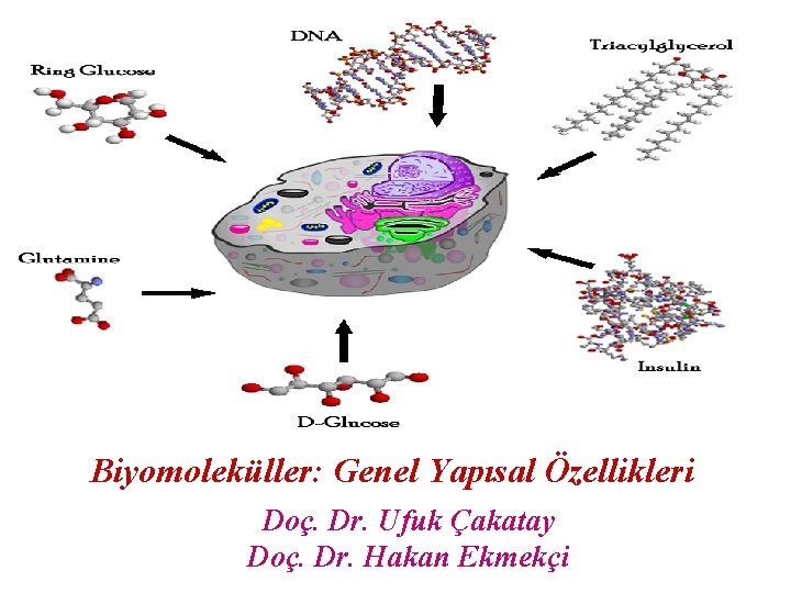 Biyomoleküller: Genel Yapısal Özellikleri Doç. Dr. Ufuk Çakatay Doç. Dr. Hakan Ekmekçi 