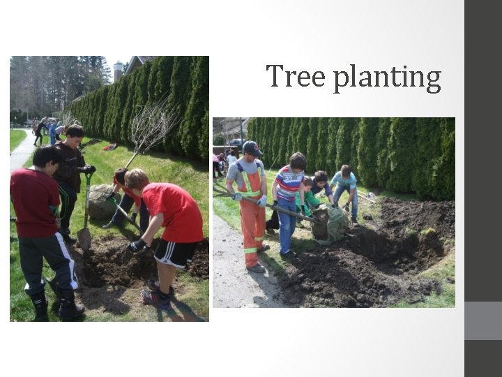 Tree planting 