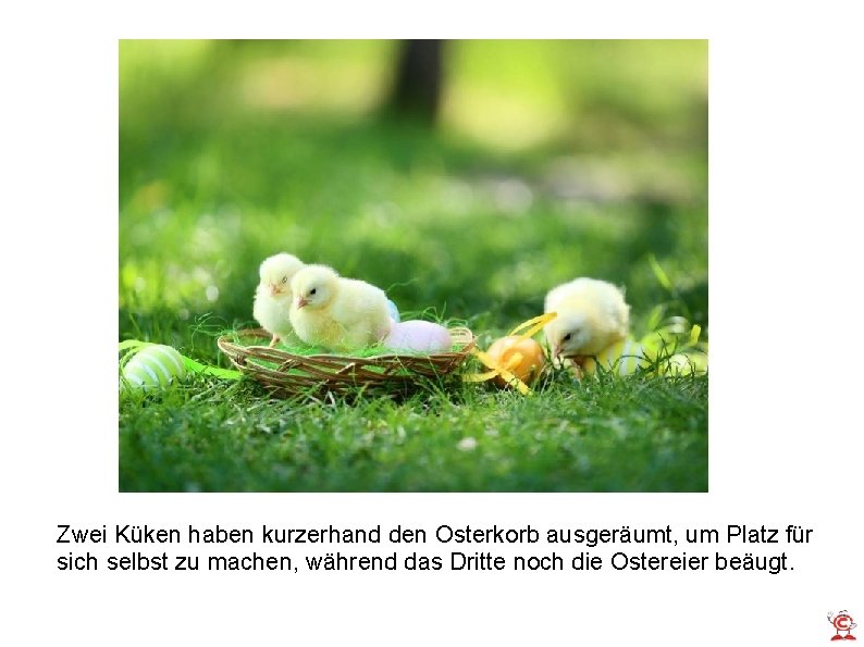 Zwei Küken haben kurzerhand den Osterkorb ausgeräumt, um Platz für sich selbst zu machen,