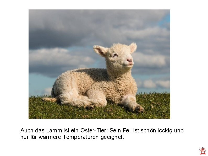 Auch das Lamm ist ein Oster-Tier: Sein Fell ist schön lockig und nur für