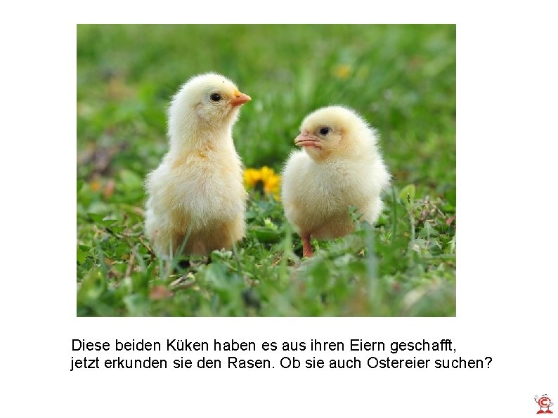 Diese beiden Küken haben es aus ihren Eiern geschafft, jetzt erkunden sie den Rasen.