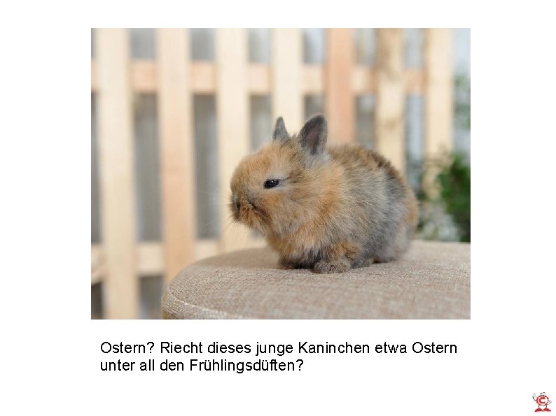 Ostern? Riecht dieses junge Kaninchen etwa Ostern unter all den Frühlingsdüften? 