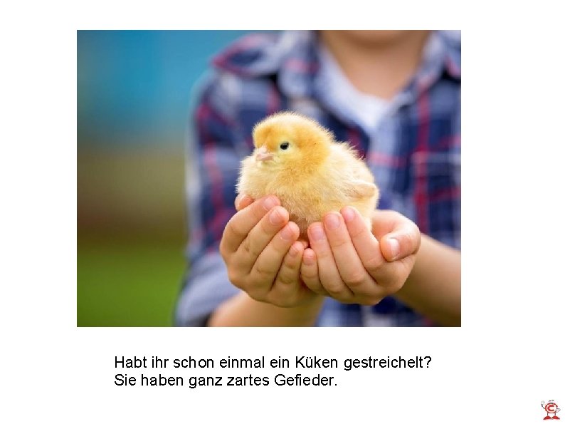 Habt ihr schon einmal ein Küken gestreichelt? Sie haben ganz zartes Gefieder. 