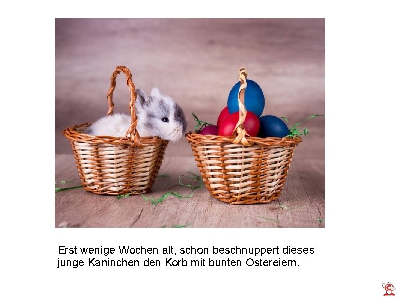 Erst wenige Wochen alt, schon beschnuppert dieses junge Kaninchen den Korb mit bunten Ostereiern.