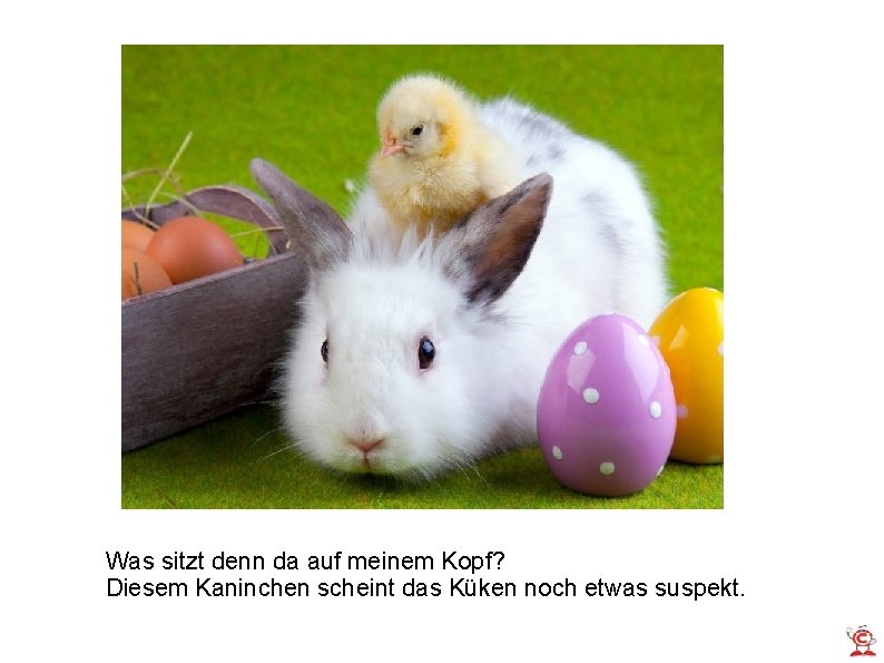 Was sitzt denn da auf meinem Kopf? Diesem Kaninchen scheint das Küken noch etwas