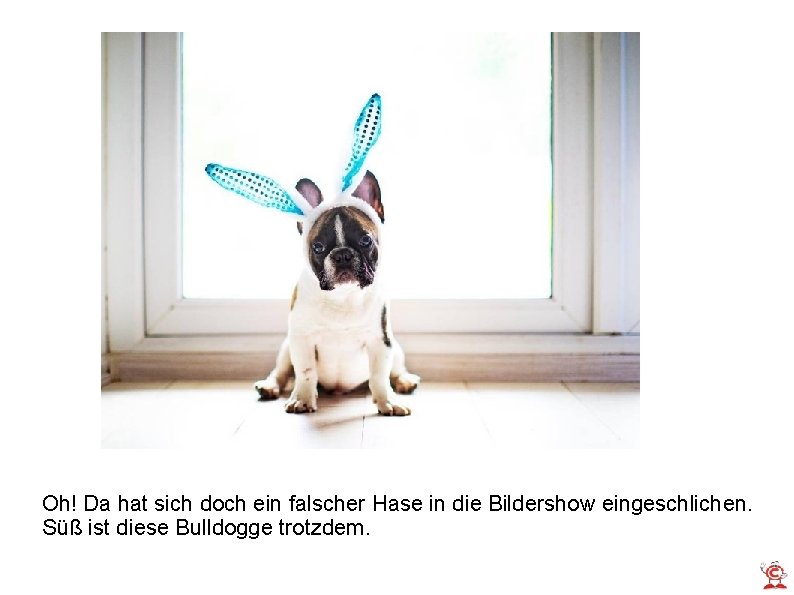 Oh! Da hat sich doch ein falscher Hase in die Bildershow eingeschlichen. Süß ist