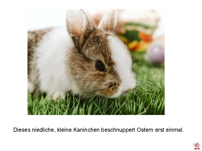 Dieses niedliche, kleine Kaninchen beschnuppert Ostern erst einmal. 