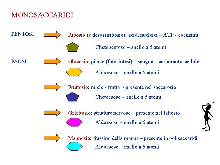 MONOSACCARIDI PENTOSI Ribosio (e desossiribosio): acidi nucleici – ATP - coenzimi Chetopentoso – anello MONOSACCARIDI PENTOSI Ribosio (e desossiribosio): acidi nucleici – ATP - coenzimi Chetopentoso – anello