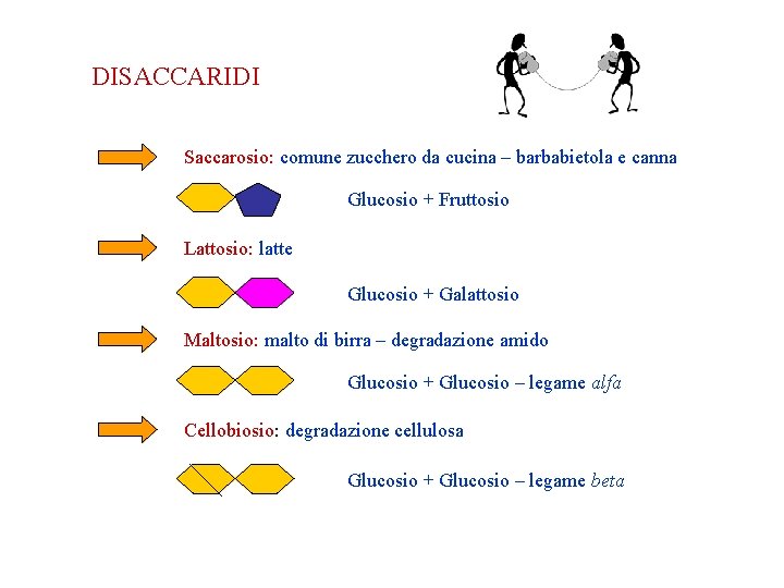 DISACCARIDI Saccarosio: comune zucchero da cucina – barbabietola e canna Glucosio + Fruttosio Lattosio: DISACCARIDI Saccarosio: comune zucchero da cucina – barbabietola e canna Glucosio + Fruttosio Lattosio: