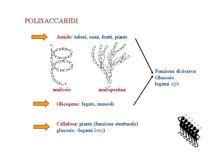 POLISACCARIDI Amido: tuberi, semi, frutti, piante amilosio amilopectina Glicogeno: fegato, muscoli Cellulosa: piante (funzione POLISACCARIDI Amido: tuberi, semi, frutti, piante amilosio amilopectina Glicogeno: fegato, muscoli Cellulosa: piante (funzione