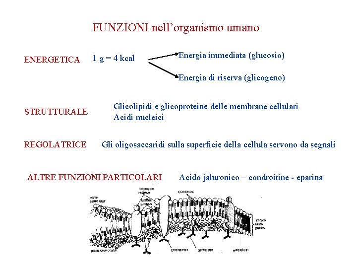 FUNZIONI nell’organismo umano ENERGETICA 1 g = 4 kcal Energia immediata (glucosio) Energia di FUNZIONI nell’organismo umano ENERGETICA 1 g = 4 kcal Energia immediata (glucosio) Energia di