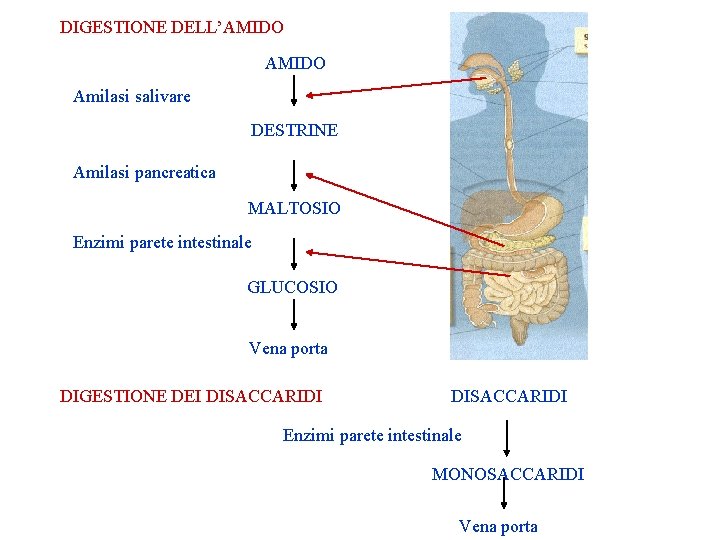 DIGESTIONE DELL’AMIDO Amilasi salivare DESTRINE Amilasi pancreatica MALTOSIO Enzimi parete intestinale GLUCOSIO Vena porta DIGESTIONE DELL’AMIDO Amilasi salivare DESTRINE Amilasi pancreatica MALTOSIO Enzimi parete intestinale GLUCOSIO Vena porta