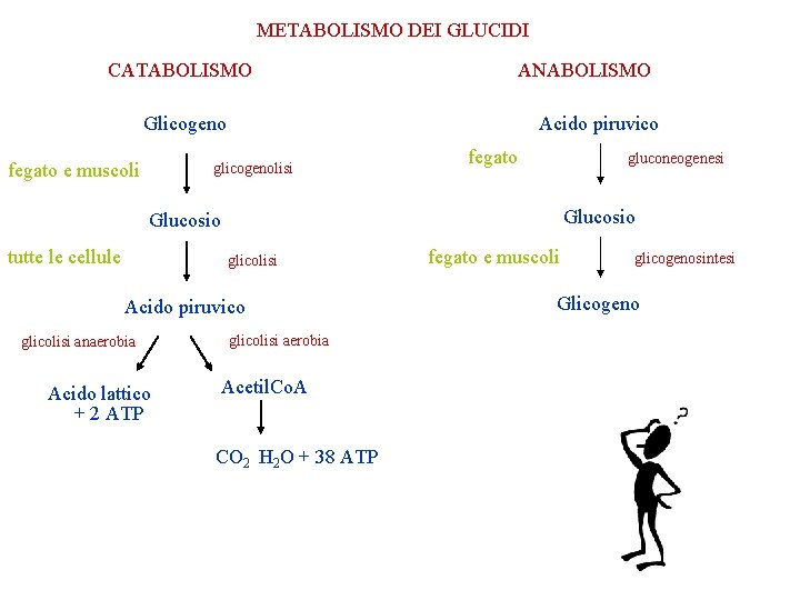 METABOLISMO DEI GLUCIDI CATABOLISMO ANABOLISMO Glicogeno fegato e muscoli Acido piruvico glicogenolisi fegato gluconeogenesi METABOLISMO DEI GLUCIDI CATABOLISMO ANABOLISMO Glicogeno fegato e muscoli Acido piruvico glicogenolisi fegato gluconeogenesi