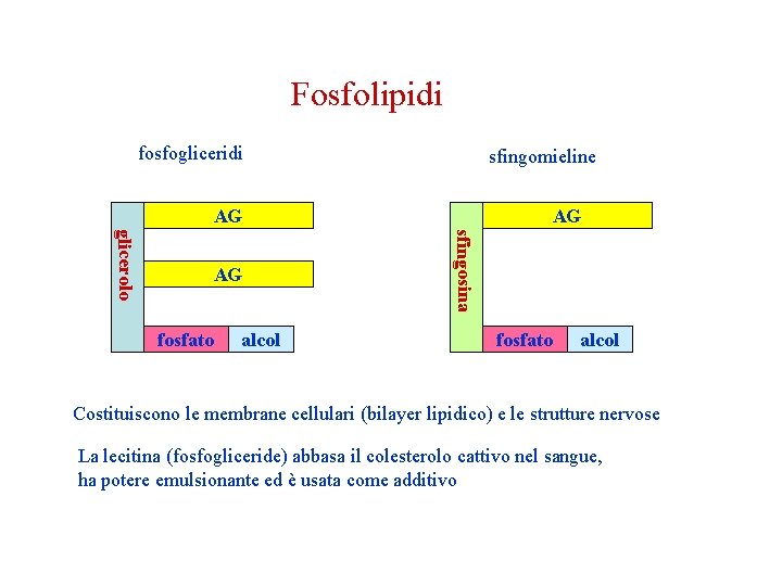 Fosfolipidi fosfogliceridi sfingomieline AG fosfato alcol sfingosina glicerolo AG AG fosfato alcol Costituiscono le Fosfolipidi fosfogliceridi sfingomieline AG fosfato alcol sfingosina glicerolo AG AG fosfato alcol Costituiscono le