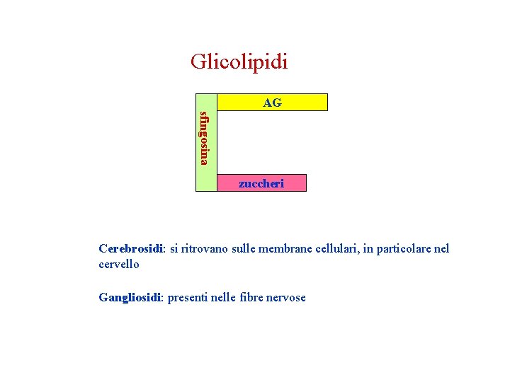 Glicolipidi AG sfingosina zuccheri Cerebrosidi: si ritrovano sulle membrane cellulari, in particolare nel cervello Glicolipidi AG sfingosina zuccheri Cerebrosidi: si ritrovano sulle membrane cellulari, in particolare nel cervello