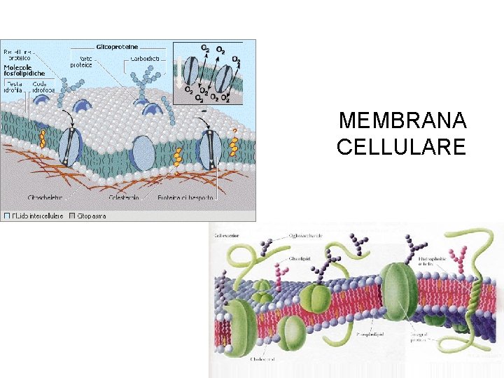 MEMBRANA CELLULARE MEMBRANA CELLULARE