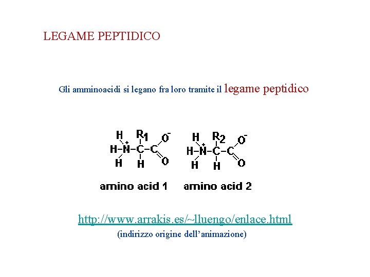 LEGAME PEPTIDICO Gli amminoacidi si legano fra loro tramite il legame peptidico http: //www. LEGAME PEPTIDICO Gli amminoacidi si legano fra loro tramite il legame peptidico http: //www.