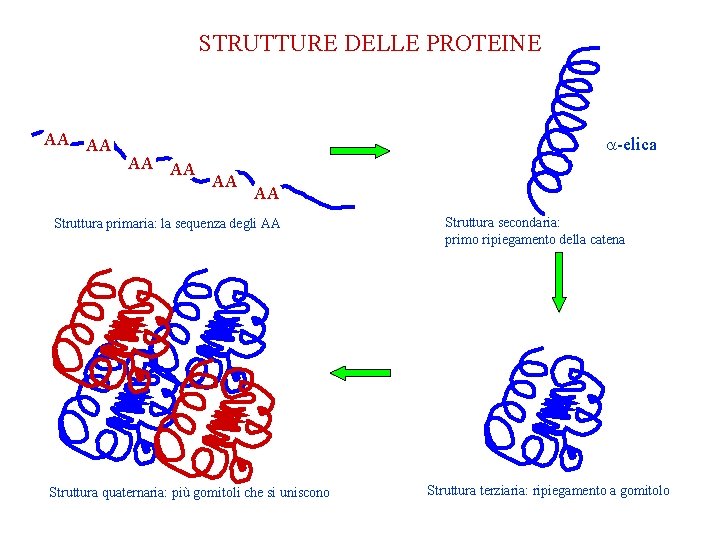 STRUTTURE DELLE PROTEINE AA AA a-elica AA AA Struttura primaria: la sequenza degli AA STRUTTURE DELLE PROTEINE AA AA a-elica AA AA Struttura primaria: la sequenza degli AA