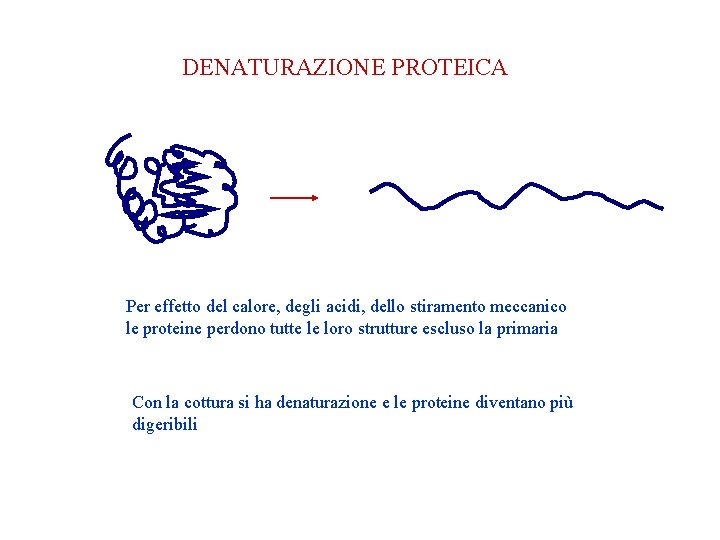 DENATURAZIONE PROTEICA Per effetto del calore, degli acidi, dello stiramento meccanico le proteine perdono DENATURAZIONE PROTEICA Per effetto del calore, degli acidi, dello stiramento meccanico le proteine perdono