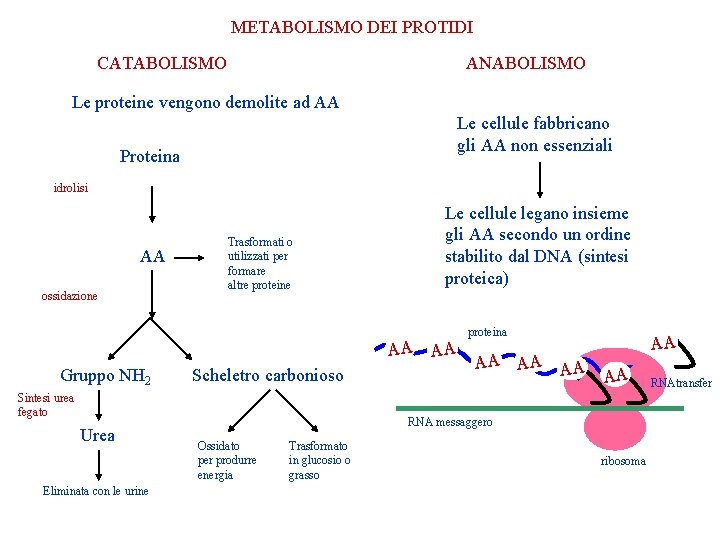 METABOLISMO DEI PROTIDI CATABOLISMO ANABOLISMO Le proteine vengono demolite ad AA Le cellule fabbricano METABOLISMO DEI PROTIDI CATABOLISMO ANABOLISMO Le proteine vengono demolite ad AA Le cellule fabbricano