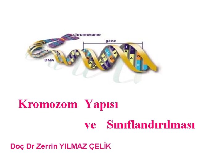 Kromozom Yapısı ve Sınıflandırılması Doç Dr Zerrin YILMAZ ÇELİK 