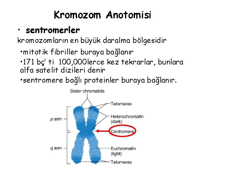 Kromozom Anotomisi • sentromerler kromozomların en büyük daralma bölgesidir • mitotik fibriller buraya bağlanır