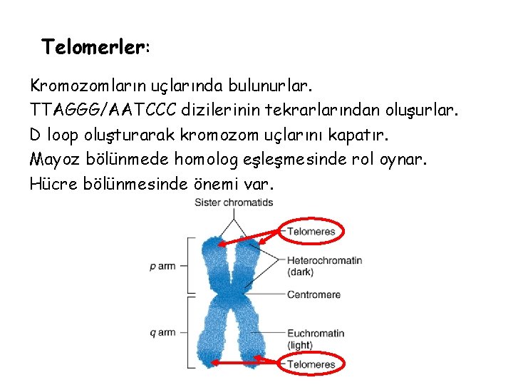 Telomerler: Kromozomların uçlarında bulunurlar. TTAGGG/AATCCC dizilerinin tekrarlarından oluşurlar. D loop oluşturarak kromozom uçlarını kapatır.