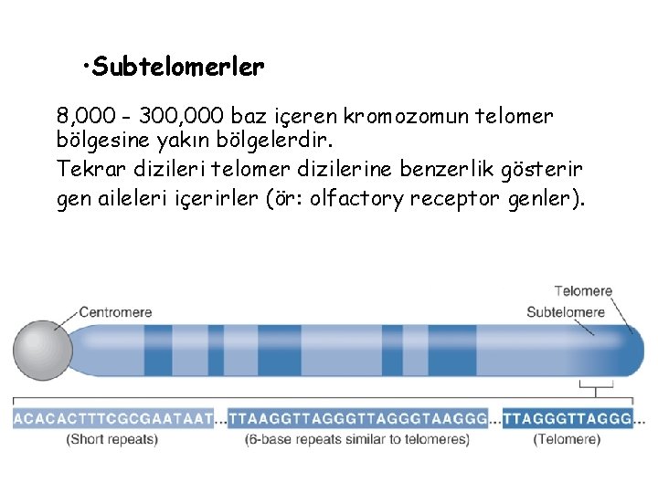  • Subtelomerler 8, 000 - 300, 000 baz içeren kromozomun telomer bölgesine yakın